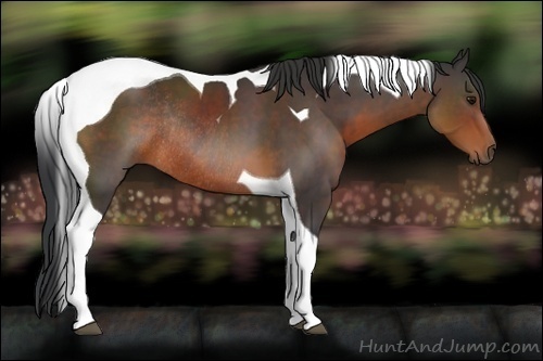 Horse Color:Brown Tobiano Rabicano