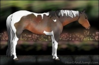 Horse Color:Brown Tobiano Rabicano