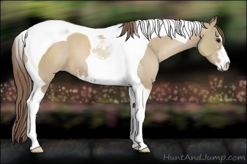 Horse Color:Grullo Pearl Sabino Tobiano