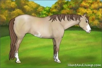 Horse Color:Grullo Pearl Sabino