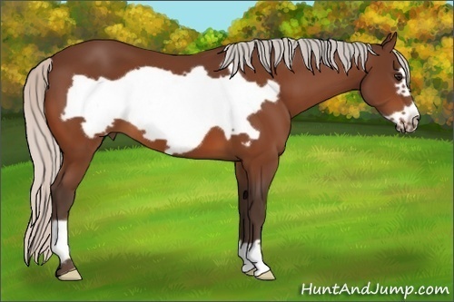 Horse Color:Silver Bay Frame 