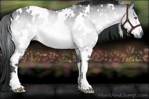 Horse Color:White Spotted Bay Chinchilla 