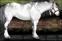 Horse Color:White Spotted Bay Chinchilla 