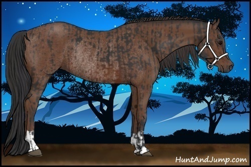 Horse Color:Brown Rabicano and Bay Rabicano