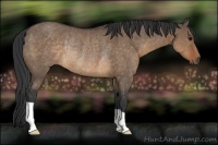 Horse Color:Brown Dun Rabicano 