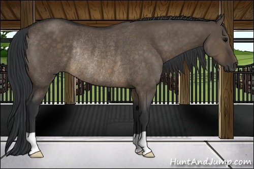 Horse Color:Brown Dun Rabicano 