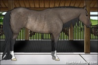 Horse Color:Brown Dun Rabicano 