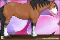 Horse Color:Bay Sabino 