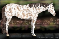 Horse Color:Amber Champagne Appaloosa and Amber Champagne Appaloosa