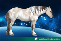 Horse Color:White Spotted Classic Champagne Dun 