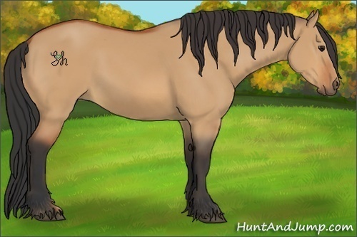 Horse Color:Bay Dun