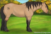 Horse Color:Bay Dun