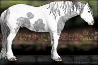 Horse Color:Black Ice Splash Tobiano Appaloosa 