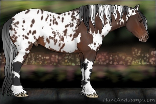 Horse Color:White Spotted Brown Blanket