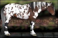 Horse Color:White Spotted Brown Blanket 