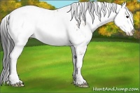 Horse Color:Bay Sabino Appaloosa 