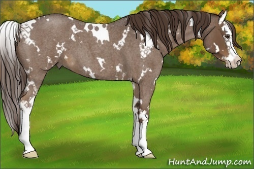 Horse Color:White Spotted Liver Red Roan Splash 