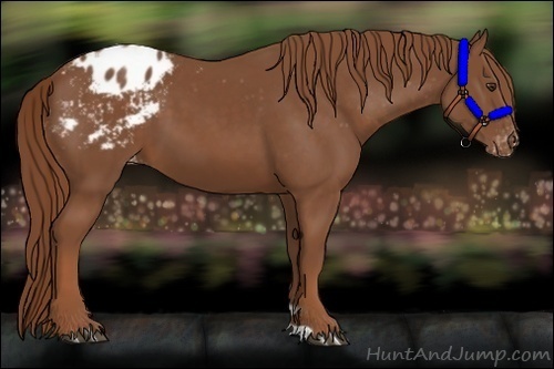 Horse Color:Chestnut Appaloosa 