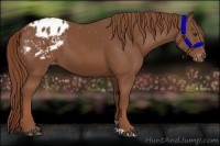 Horse Color:Chestnut Appaloosa 