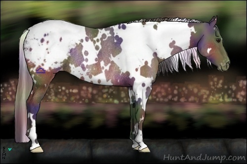Horse Color:Nacre White Spotted Brown Blanket Rabicano