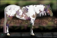 Horse Color:Nacre White Spotted Brown Blanket Rabicano