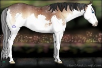 Horse Color:Bay Onyx Splash