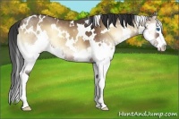 Horse Color:White Spotted Bay Onyx Splash