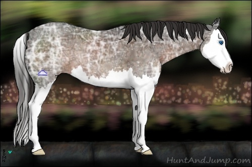 Horse Color:Liver Chestnut Ice Splash 