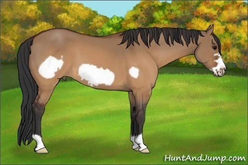 Horse Color:Brown Dun Frame