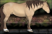 Horse Color:Amber Champagne Appaloosa 