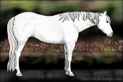 Horse Color:White Spotted Silver Black Appaloosa