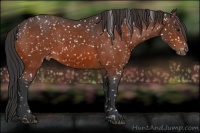 Horse Color:Bay Appaloosa