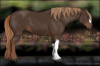 Horse Color:Liver Chestnut 