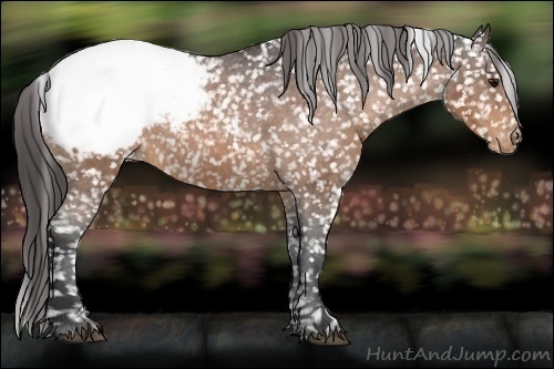 Horse Color:Brown Appaloosa 