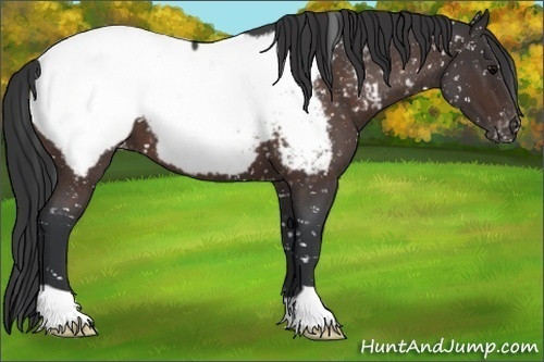 Horse Color:Brown Roan Appaloosa