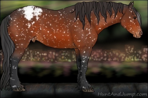 Horse Color:Bay Appaloosa 