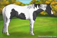 Horse Color:Black Tobiano 