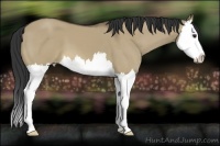 Horse Color:Buckskin Dun Splash