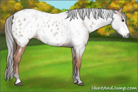 Horse Color:Gray Bay Sabino Appaloosa 