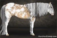 Horse Color:Buckskin Dun Sabino 