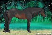 Horse Color:Brown Rabicano and Brown Rabicano