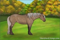 Horse Color:Silver Bay Dun Sabino