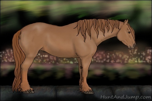 Horse Color:Chestnut Sabino 