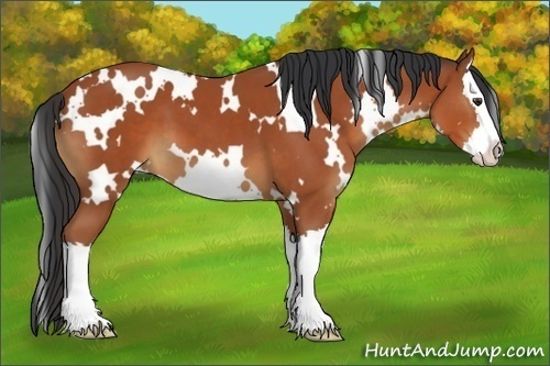 Horse Color:White Spotted Bay Splash 