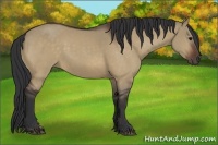 Horse Color:Bay Dun