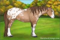 Horse Color:Brown Snowdrop Pearl Sabino Varnish 