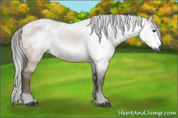 Horse Color:Gray Bay Dun Sabino 
