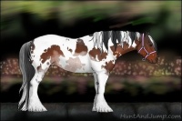 Horse Color:White Spotted Brown Tobiano 
