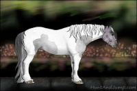 Horse Color:Black Tobiano Rabicano 