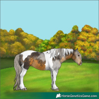 Horse Color:Silver Buckskin Tobiano